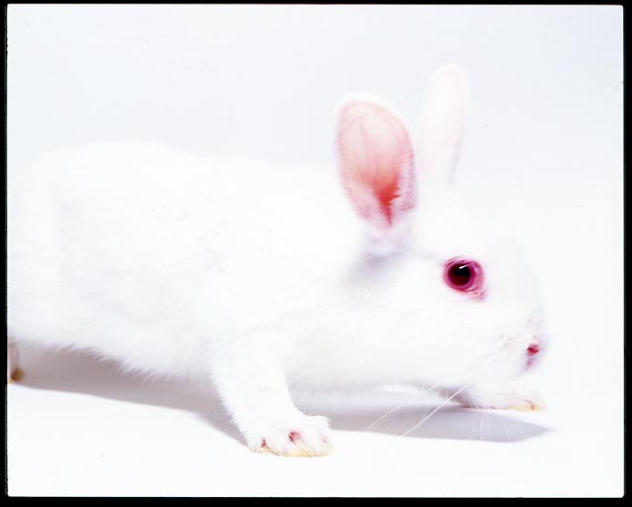 White Rabbit,  Gray Creates